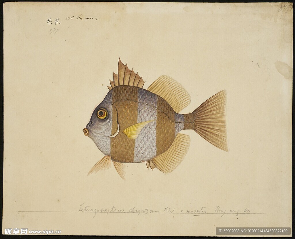 手绘条纹鱼插画