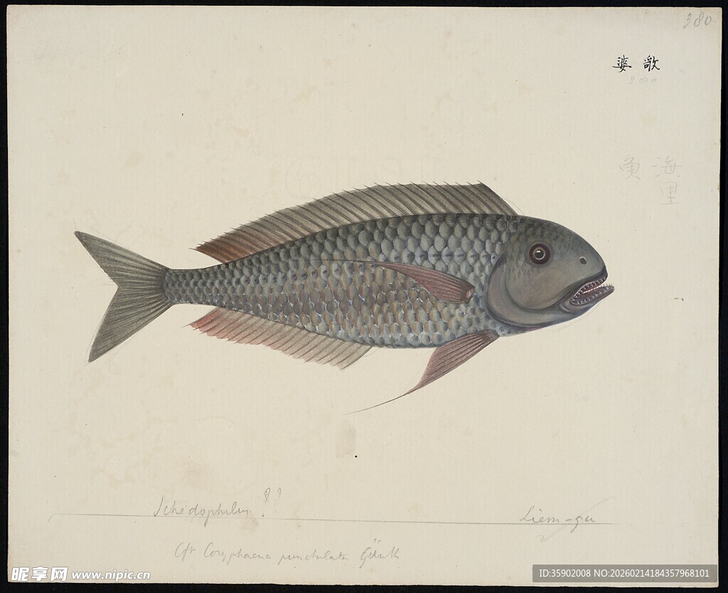 单条灰黑色鱼类绘画图