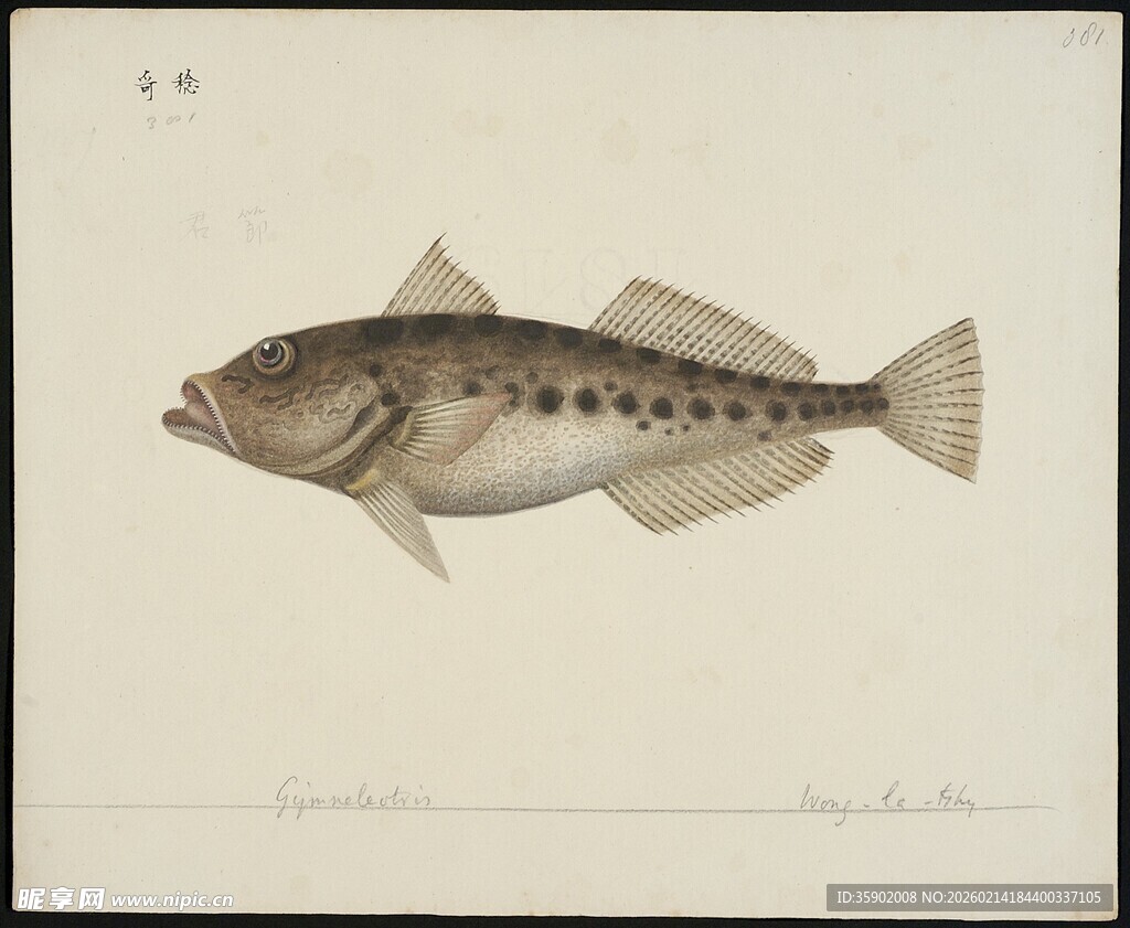 手绘斑点鱼图像