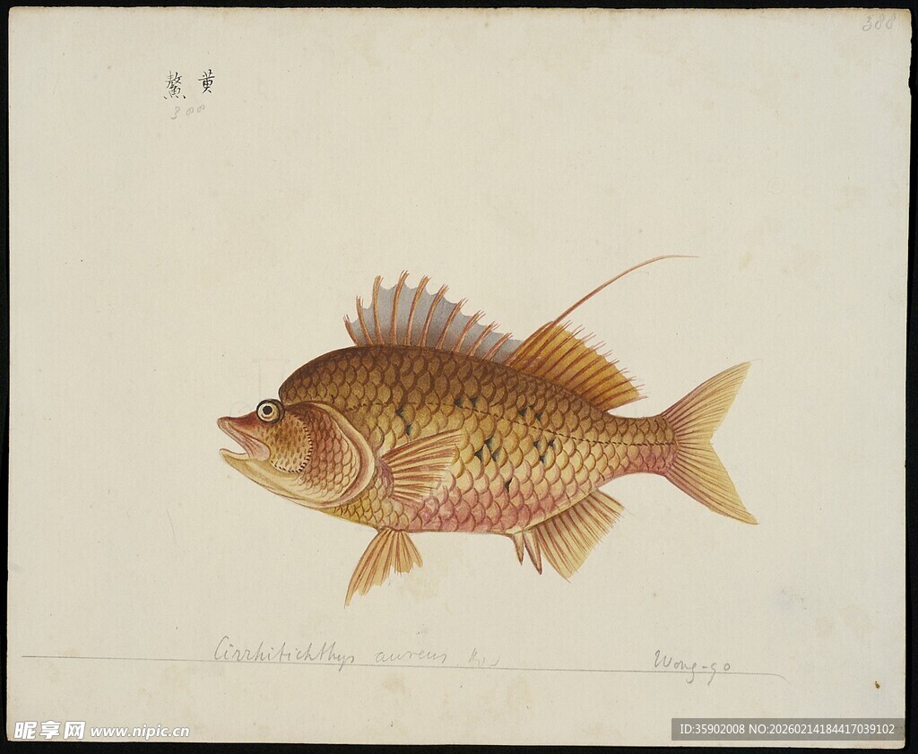 复古风手绘观赏鱼图像