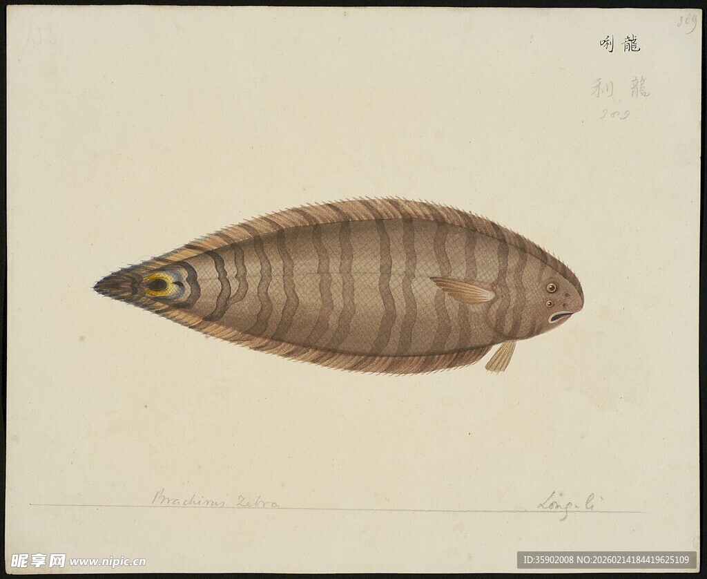 古代鱼形文物图案欣赏