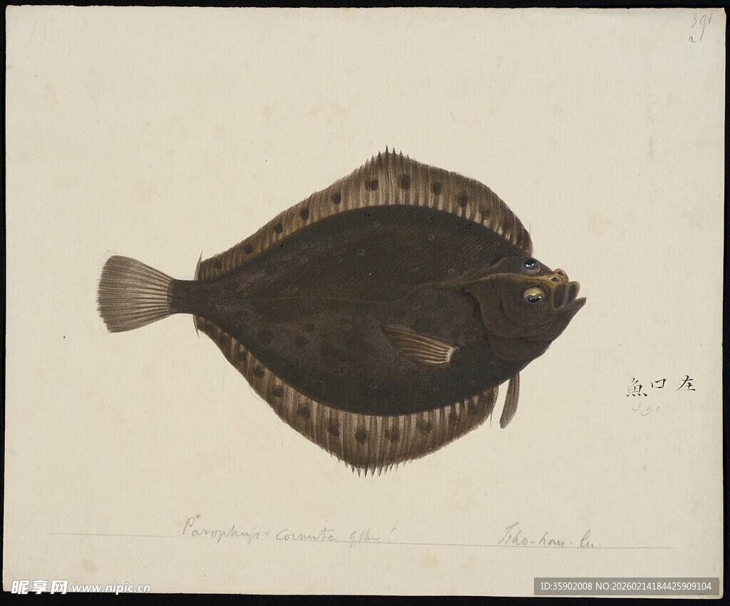 黑色扁平鱼绘画作品