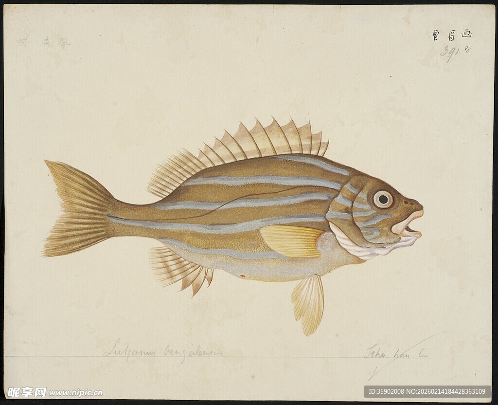 条纹鱼手绘插画