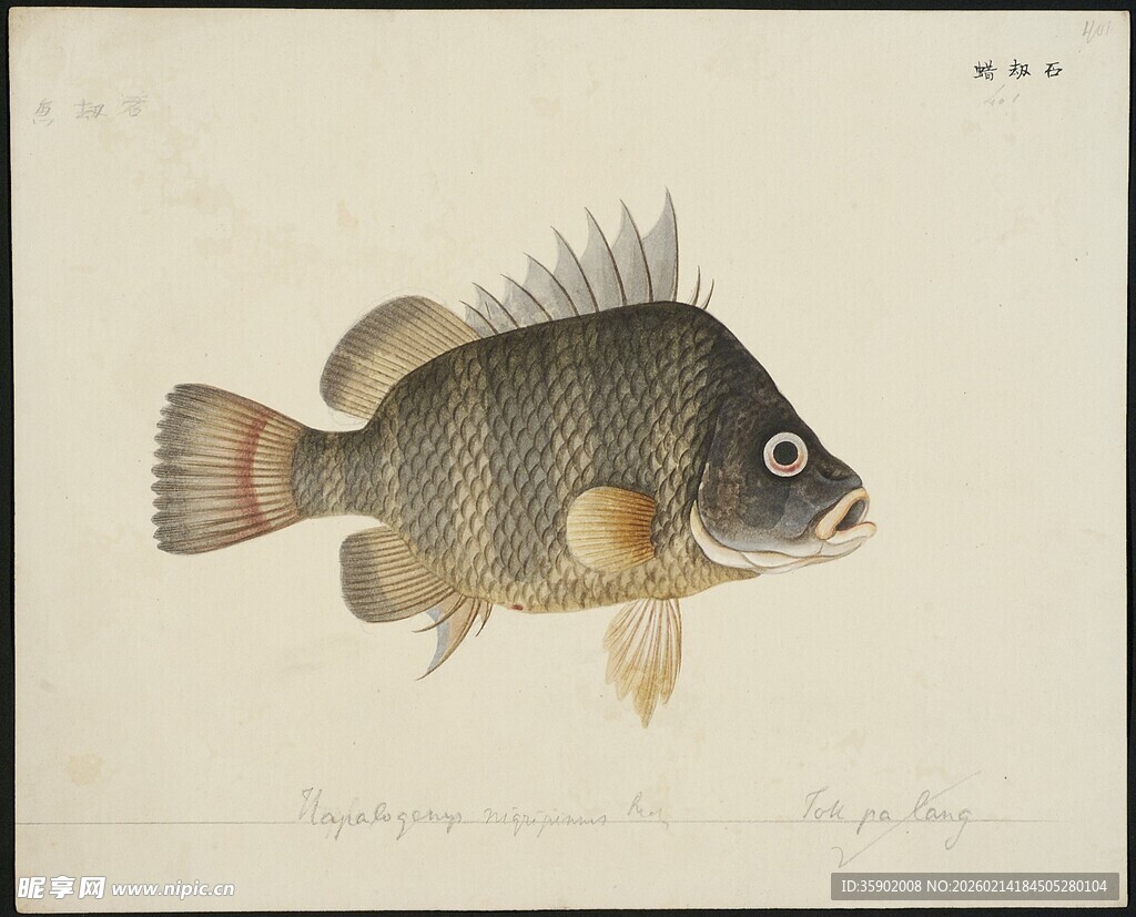 海鱼装饰画图片素材