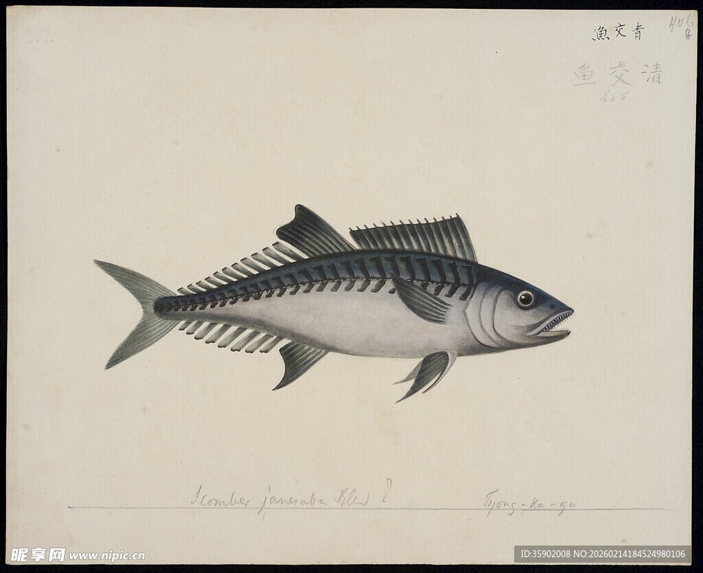 黑白条纹鱼插画