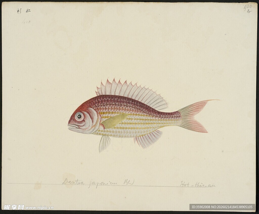 红色条纹鱼手绘插画