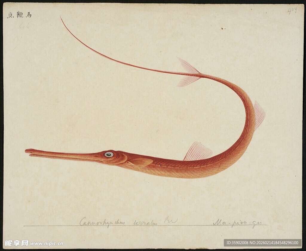 红色长吻海鱼插画