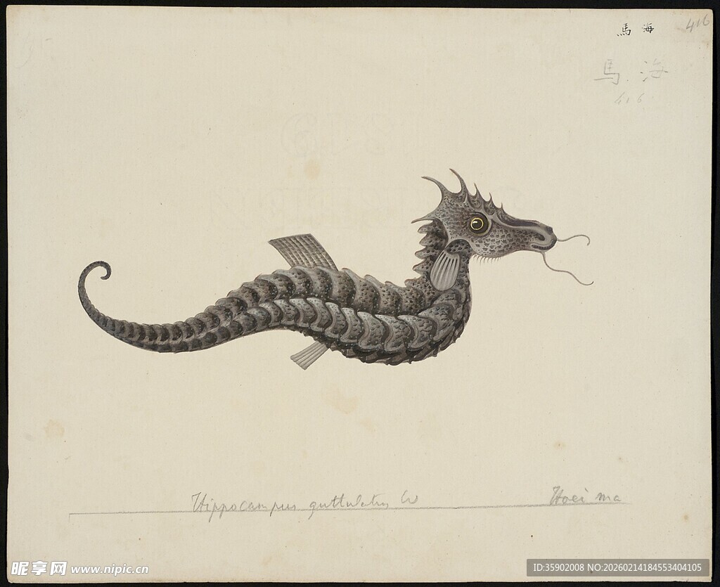 复古风格海马插画