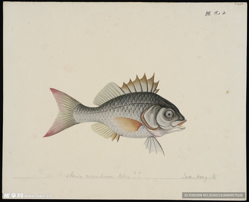 手绘条纹鱼图案