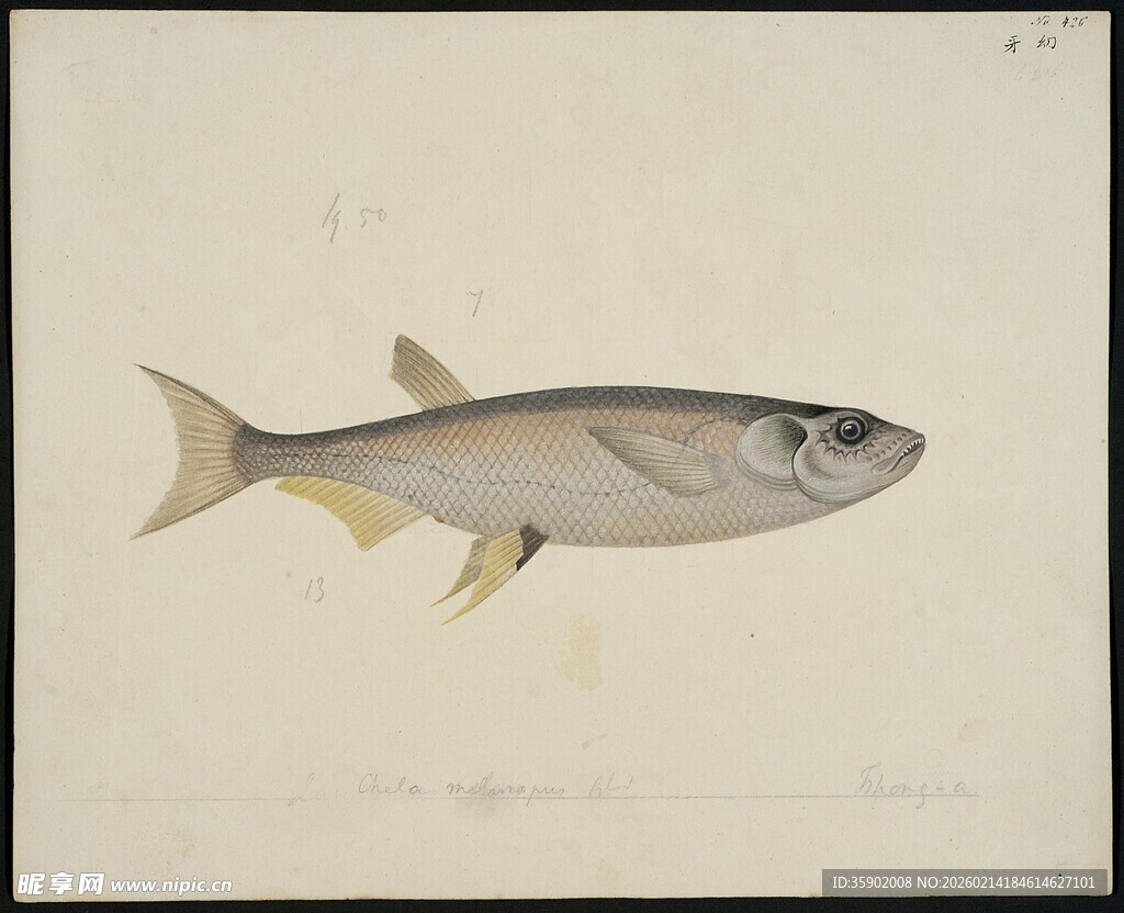 单尾银鱼绘画作品