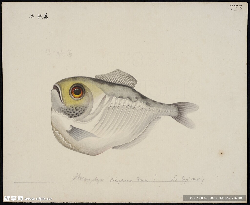 复古风格银色小鱼插画