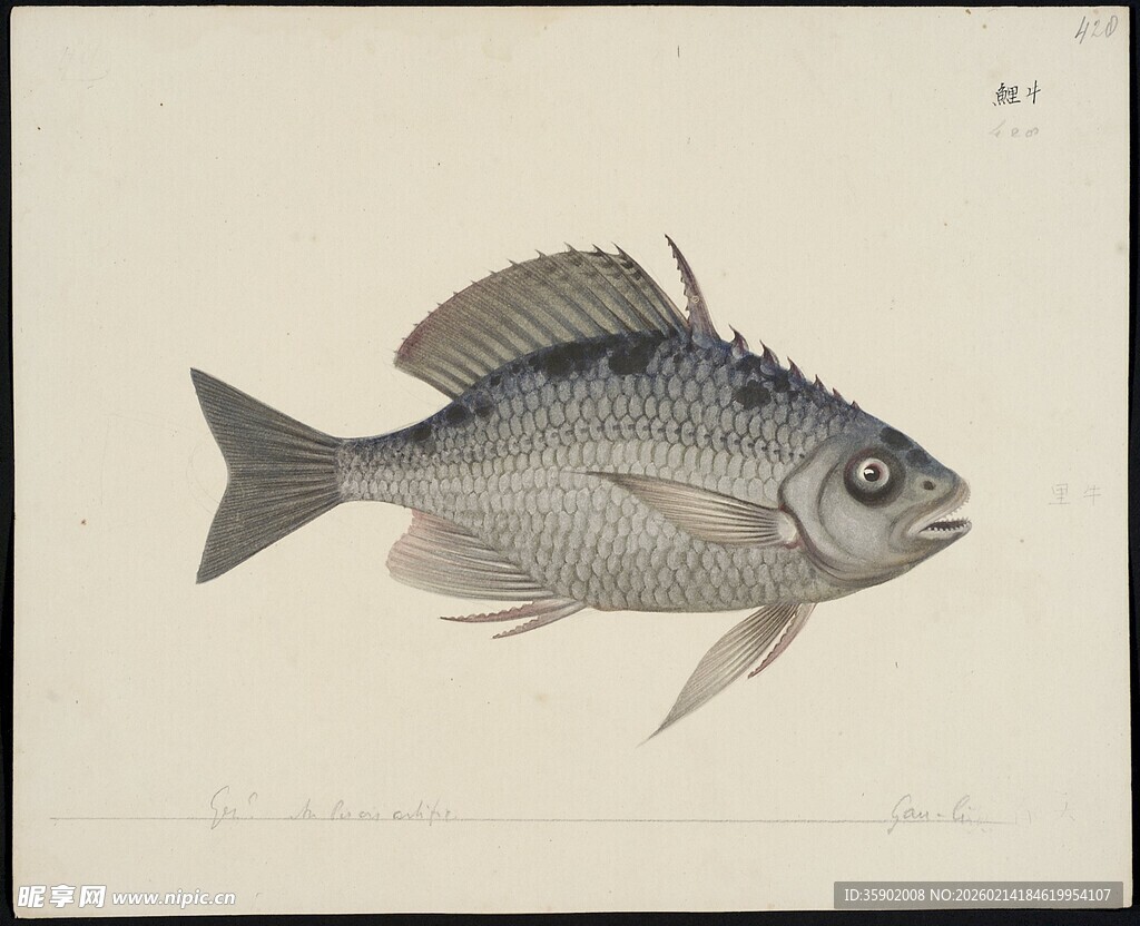 手绘灰黑色鱼类图像