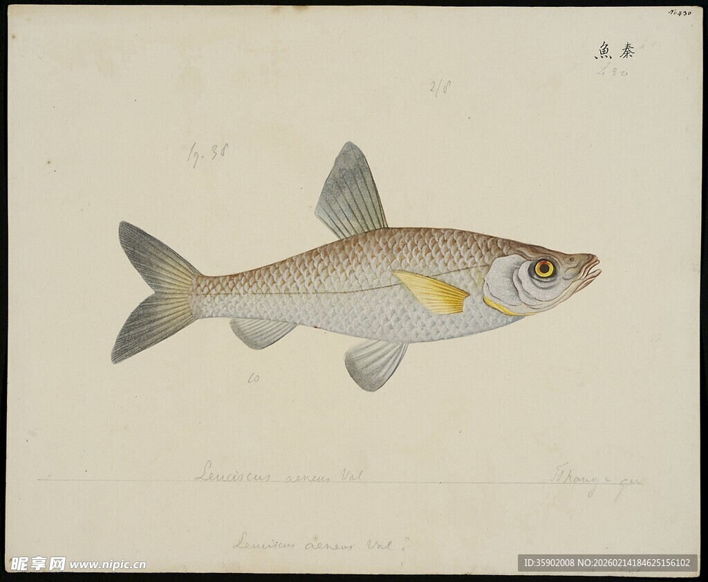 单尾鱼类手绘插画