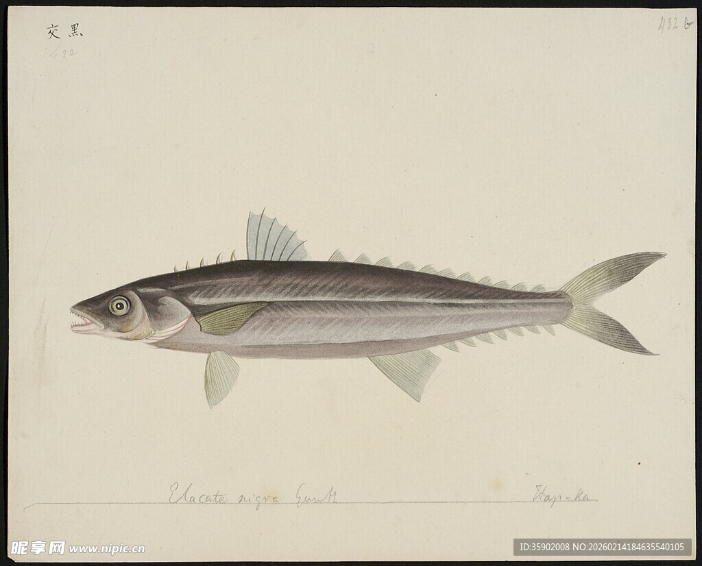 单条银灰色鱼类插画