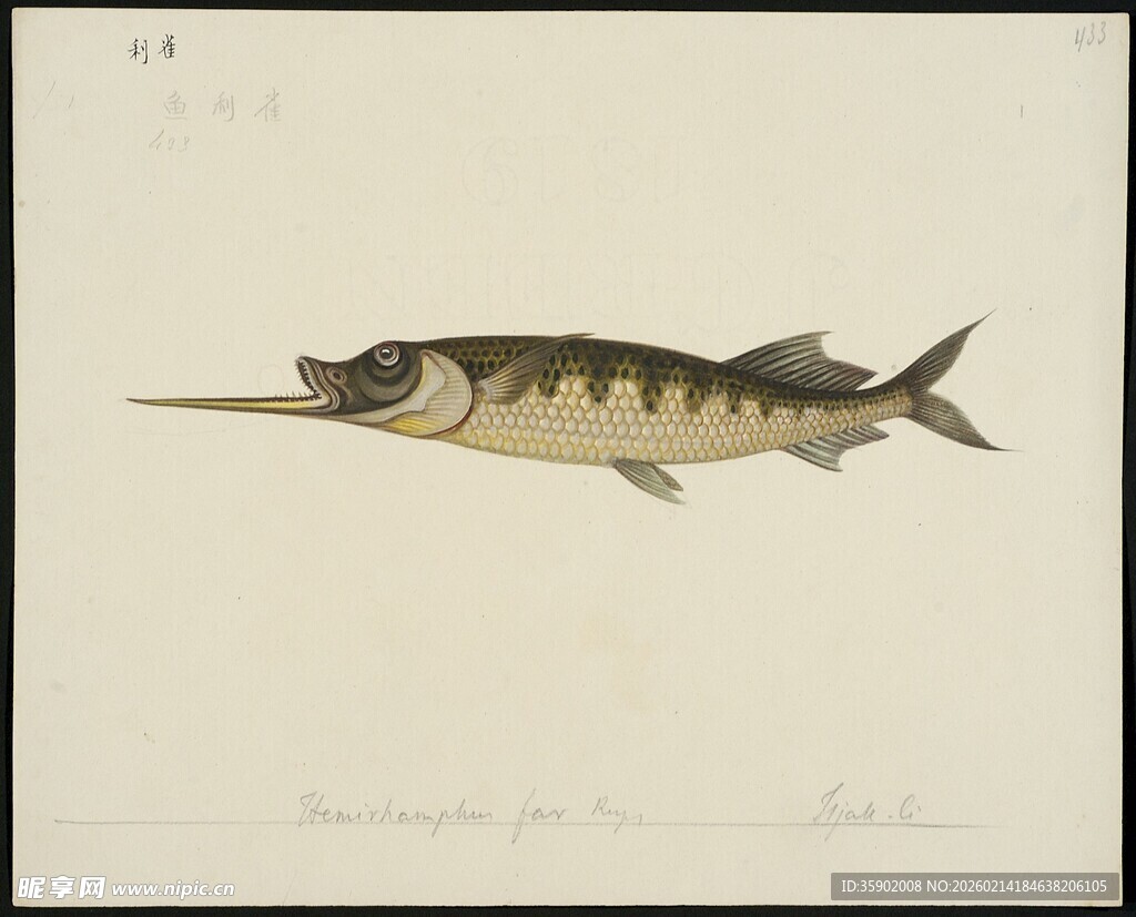 尖嘴鱼手绘插画