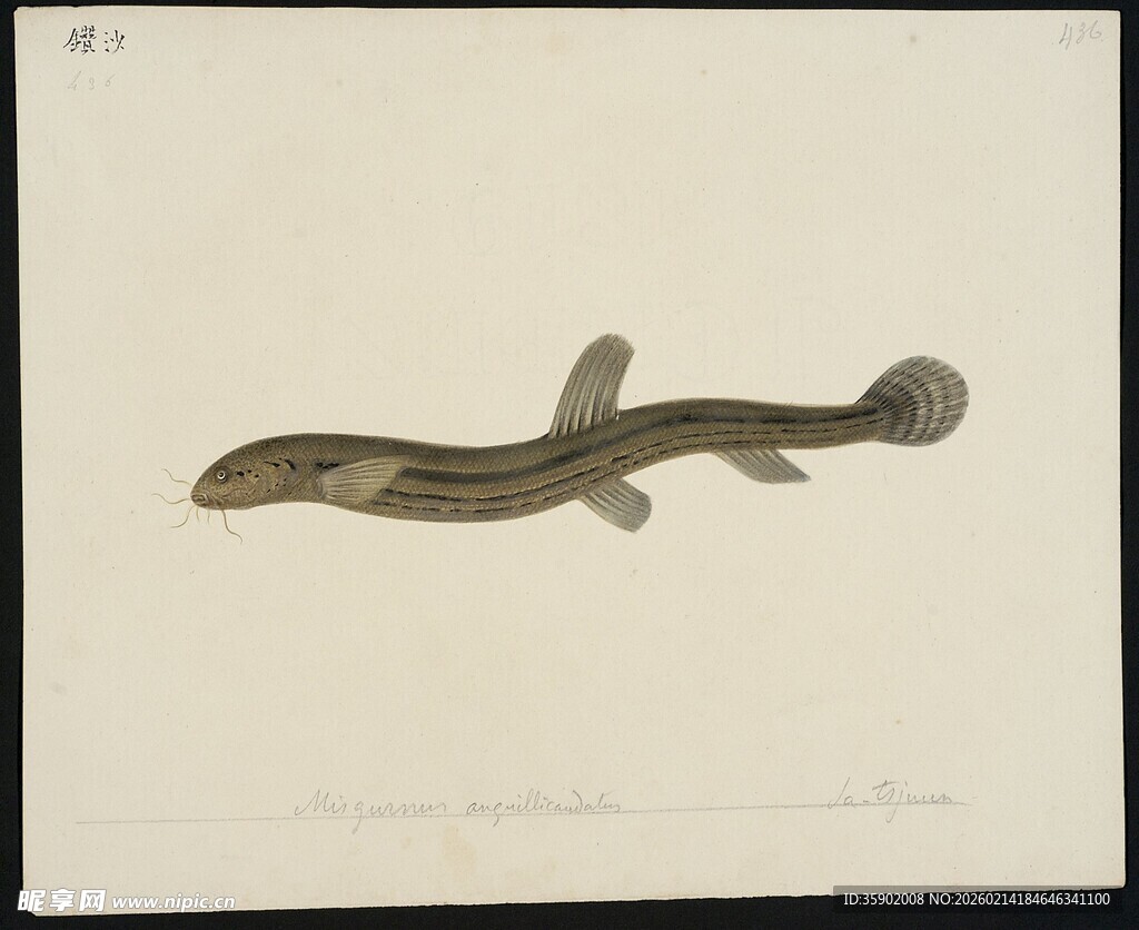 条纹小鱼标本特写