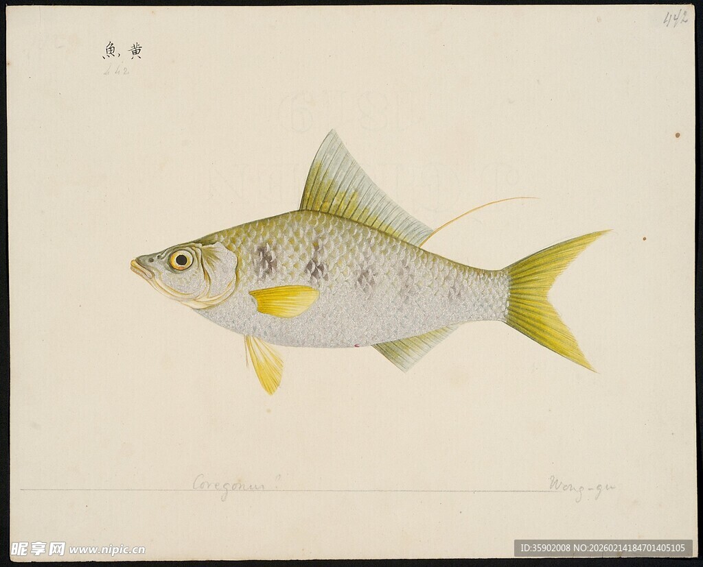 黄色斑纹鱼插画