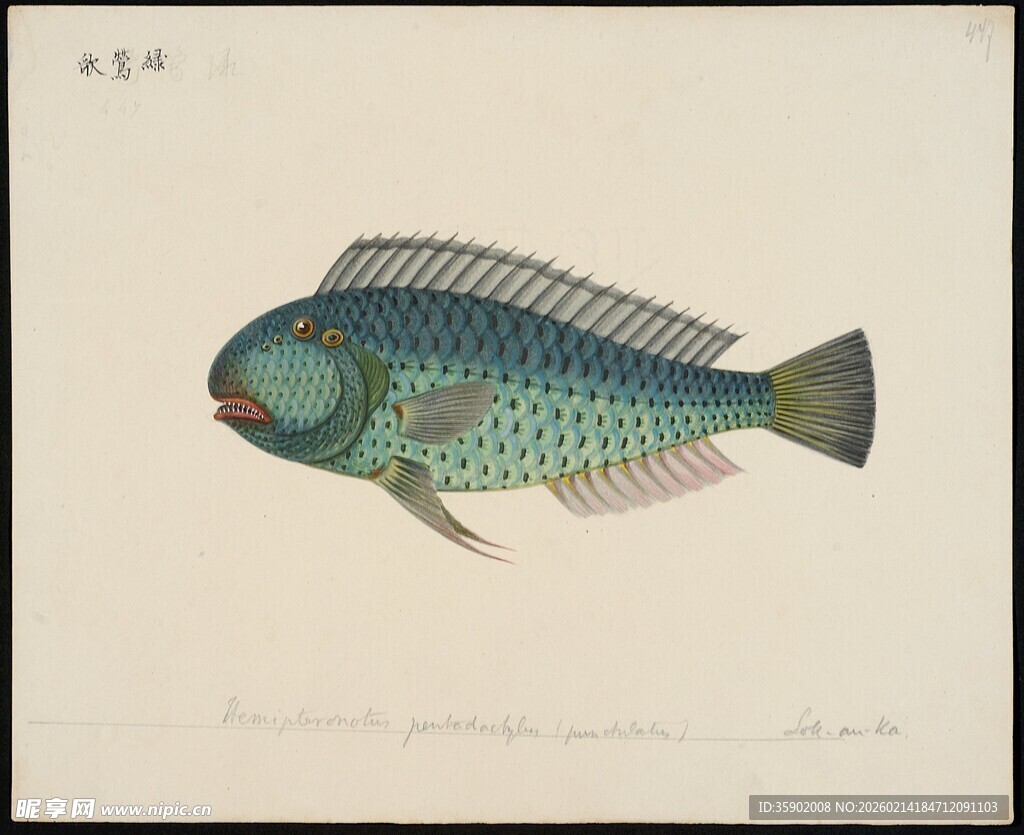 彩色斑纹鱼插画