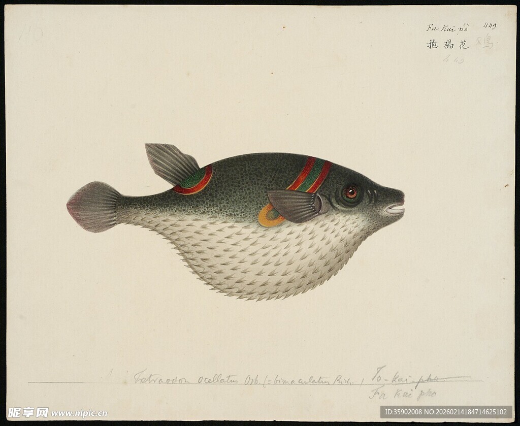 复古风河豚插画