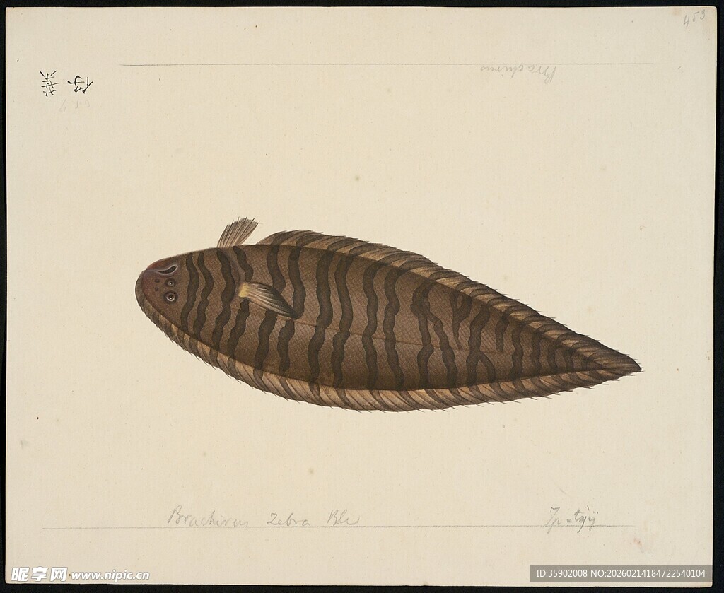 古老生物三叶虫插画