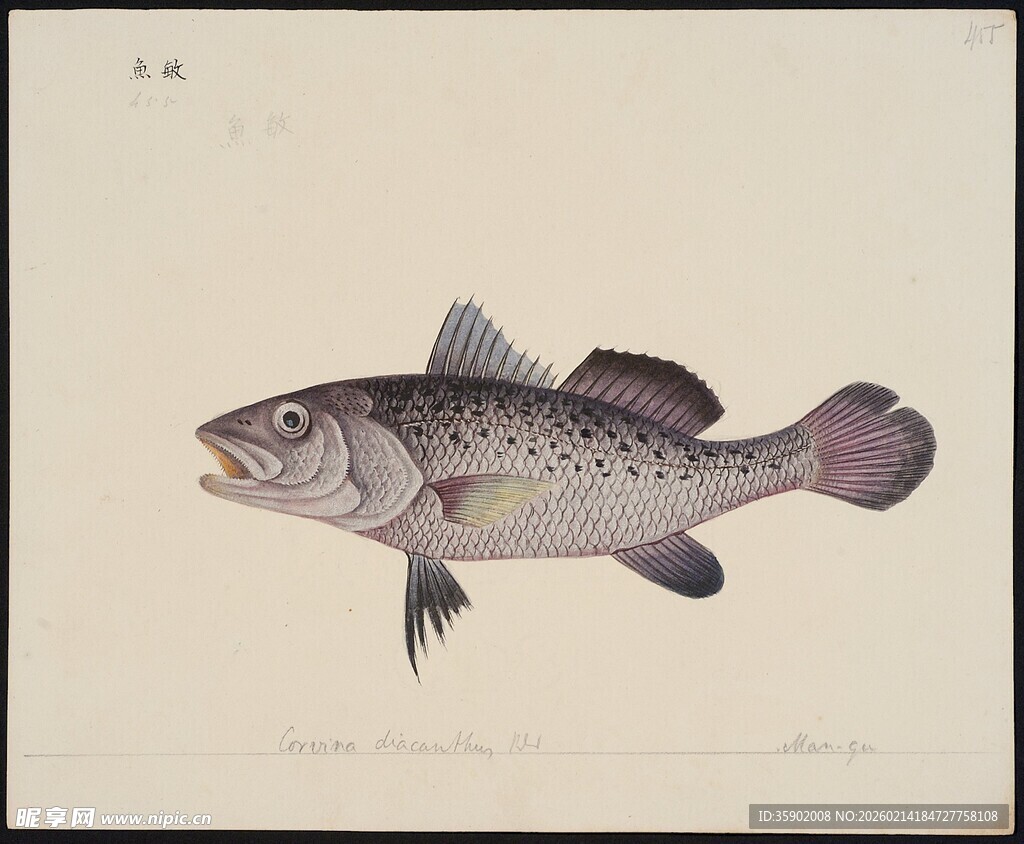 手绘斑点鱼插画