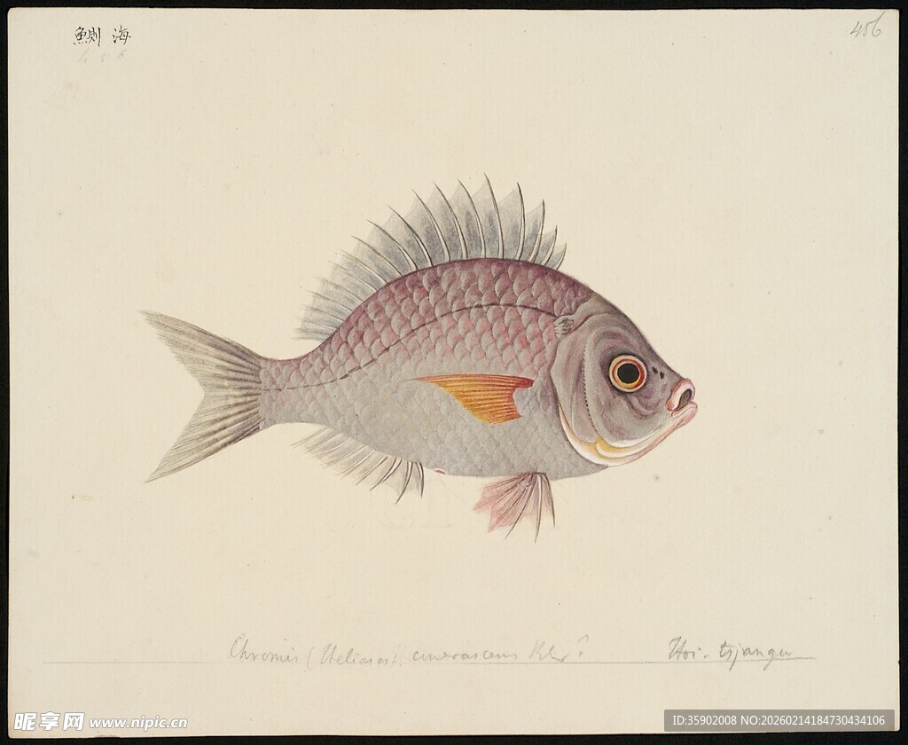 彩色条纹鱼插画