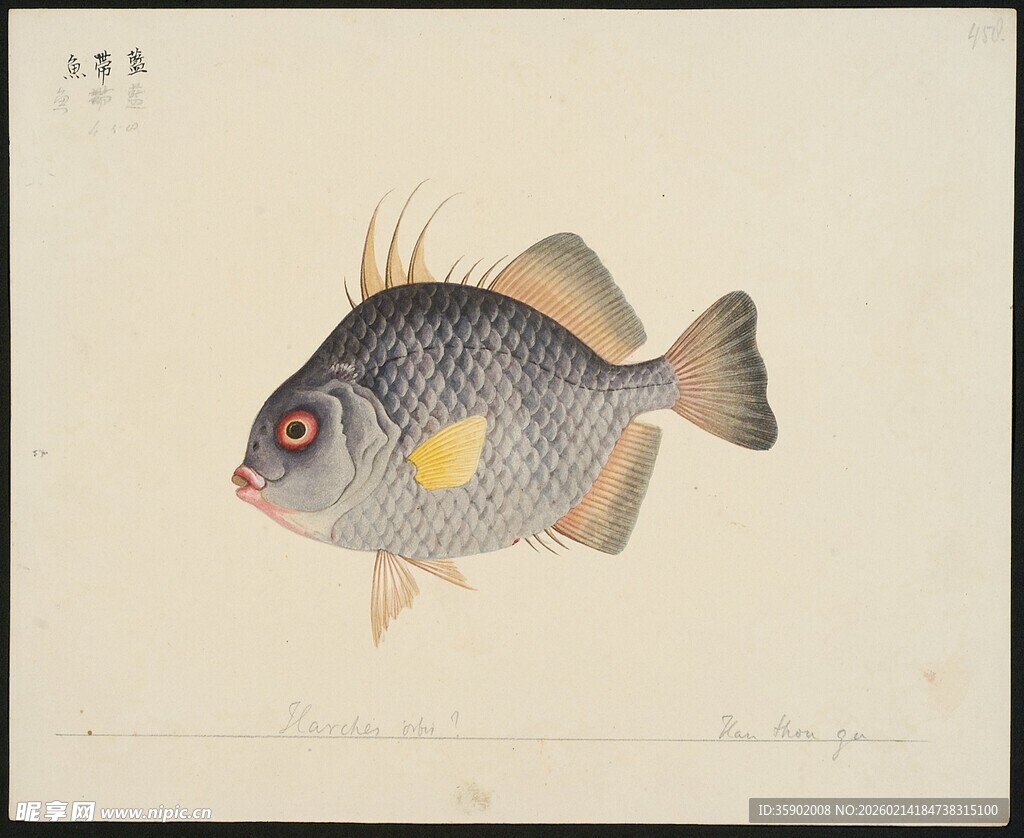 手绘海洋鱼类图