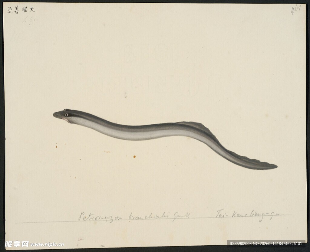 细长蠕虫标本展示