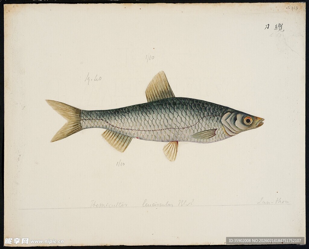 单尾银色鱼类绘画图