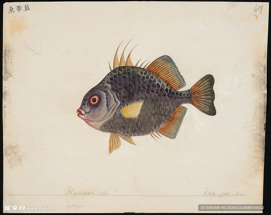 彩色条纹鱼插画