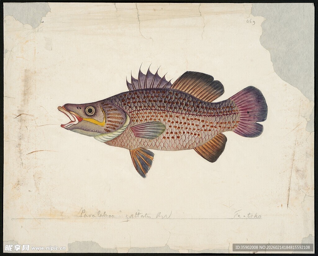 彩色手绘的淡水鲈鱼图