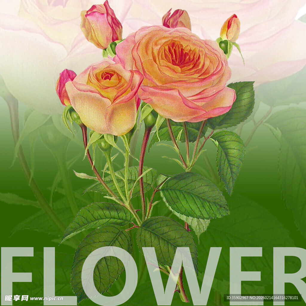 娇艳粉色玫瑰绽放