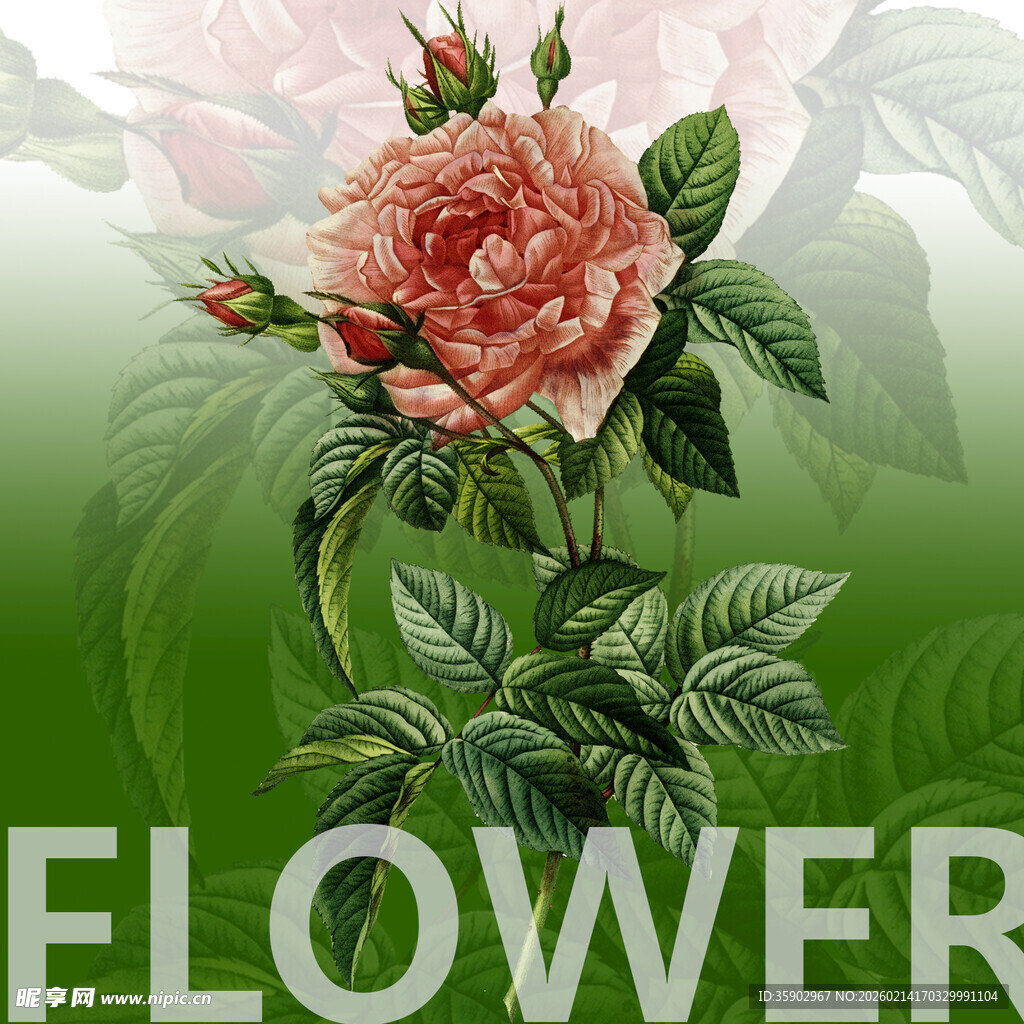 粉色玫瑰插画清新花卉