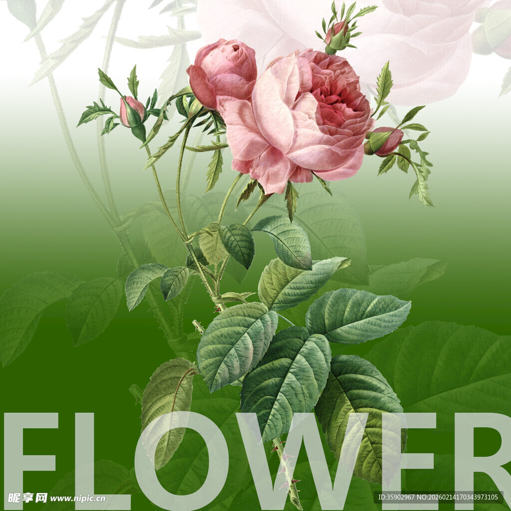 粉色娇艳花朵绽放