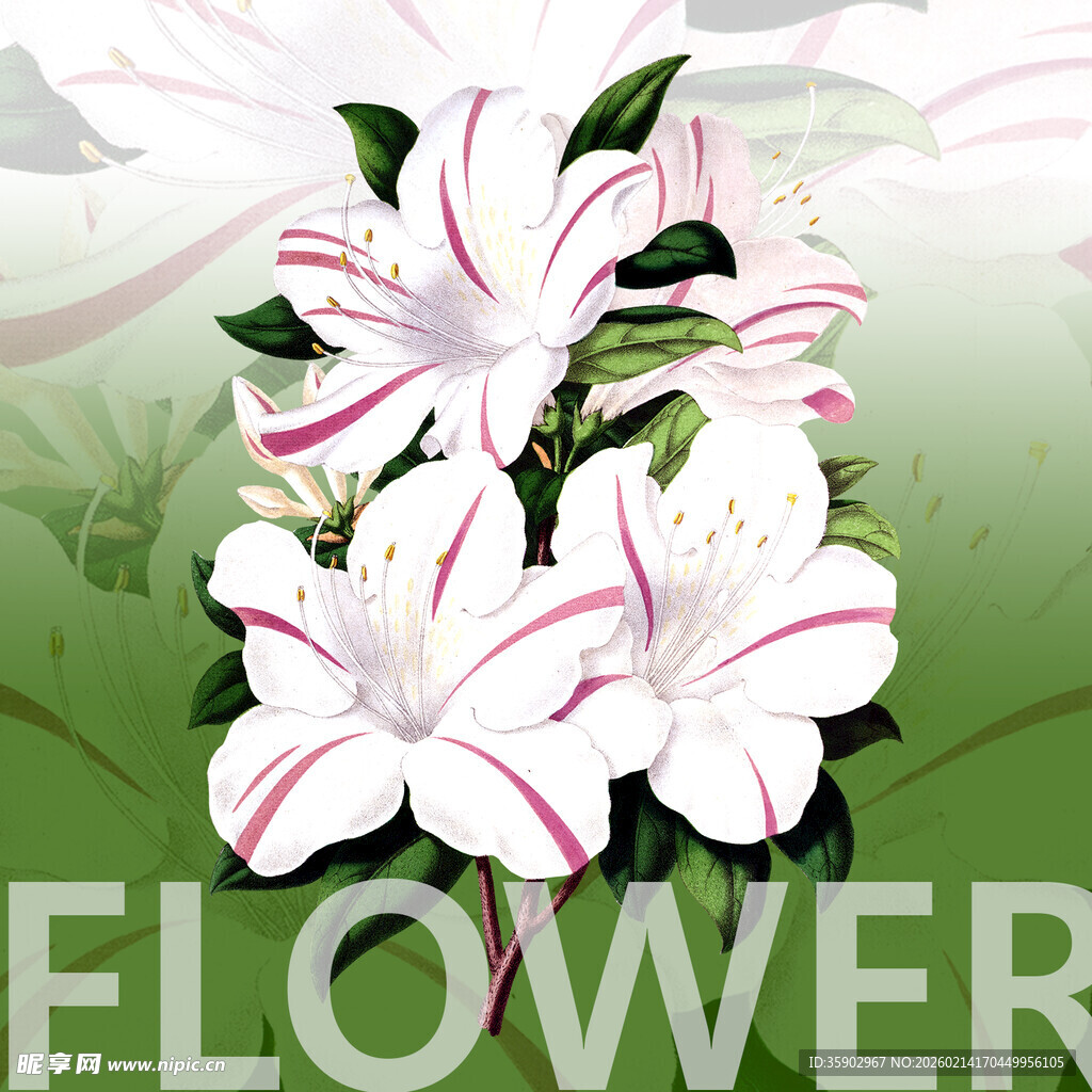 美丽百合花绽放