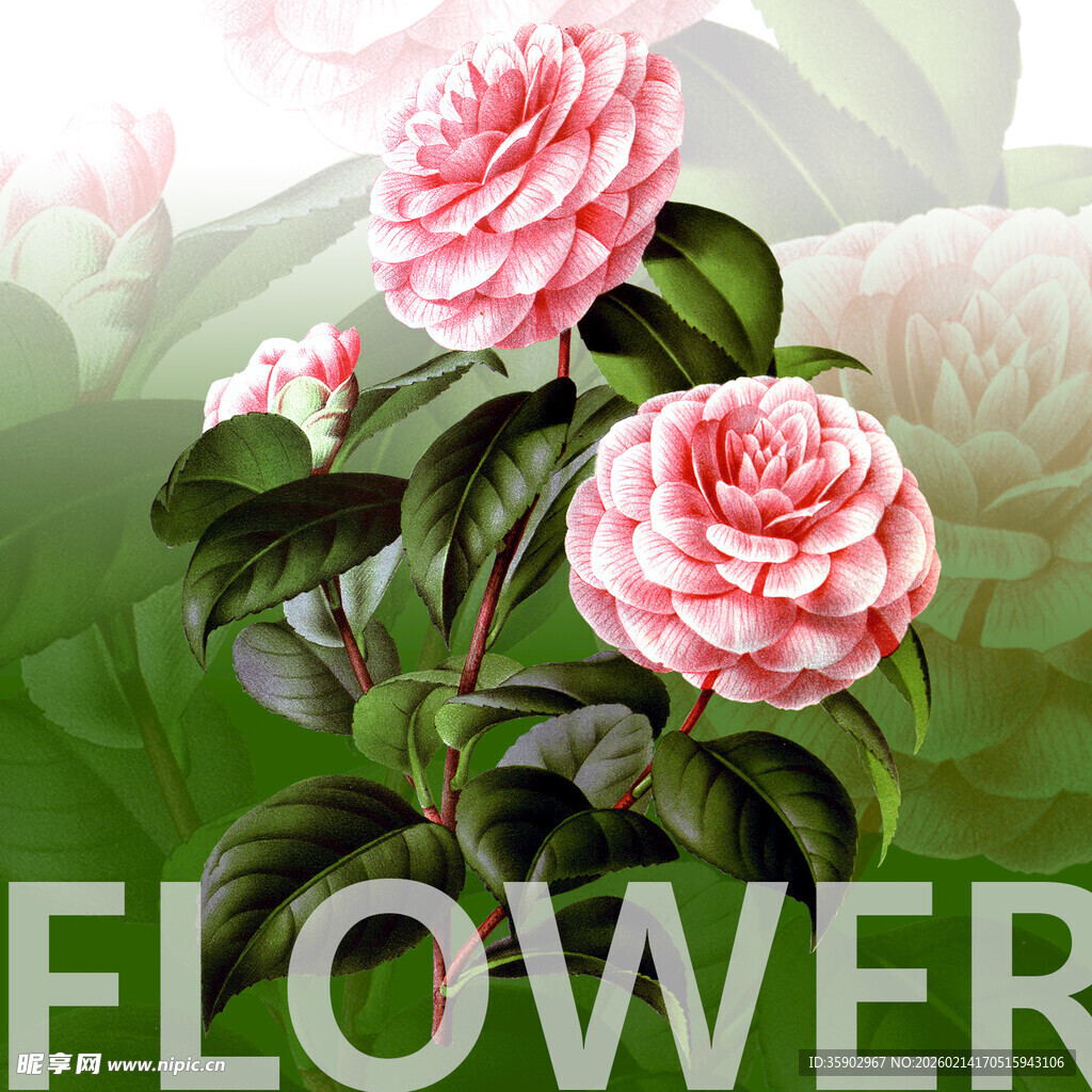 娇艳山茶花绽放