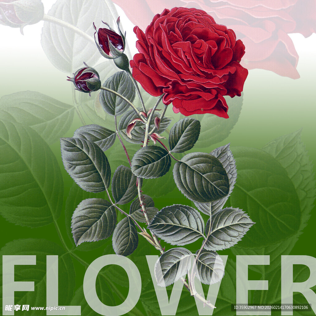 红玫瑰花卉插画