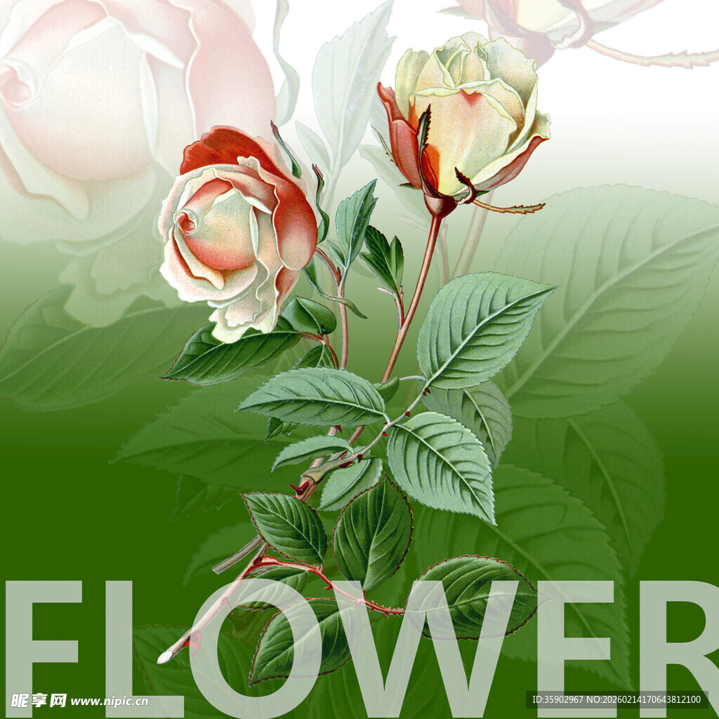 娇艳双花绽放绿意背景