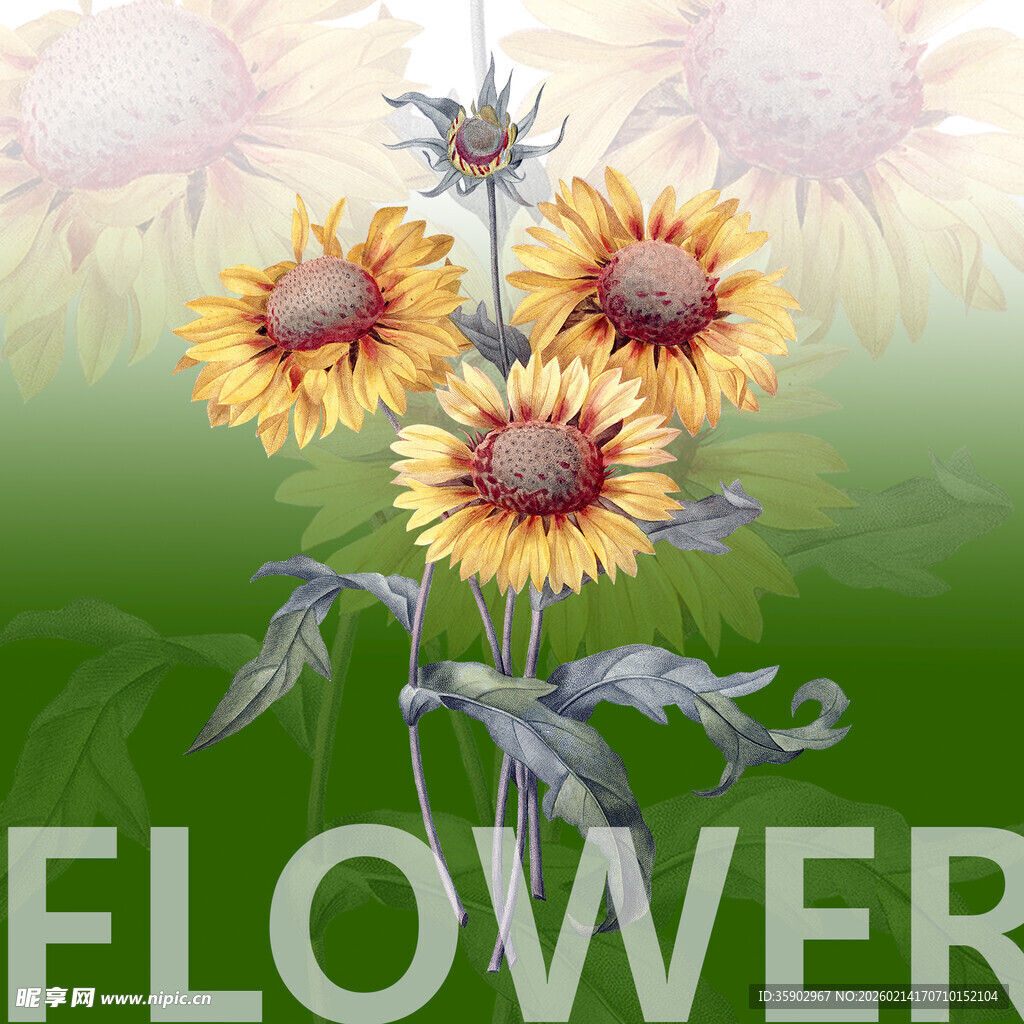 阳光下的美丽向日葵