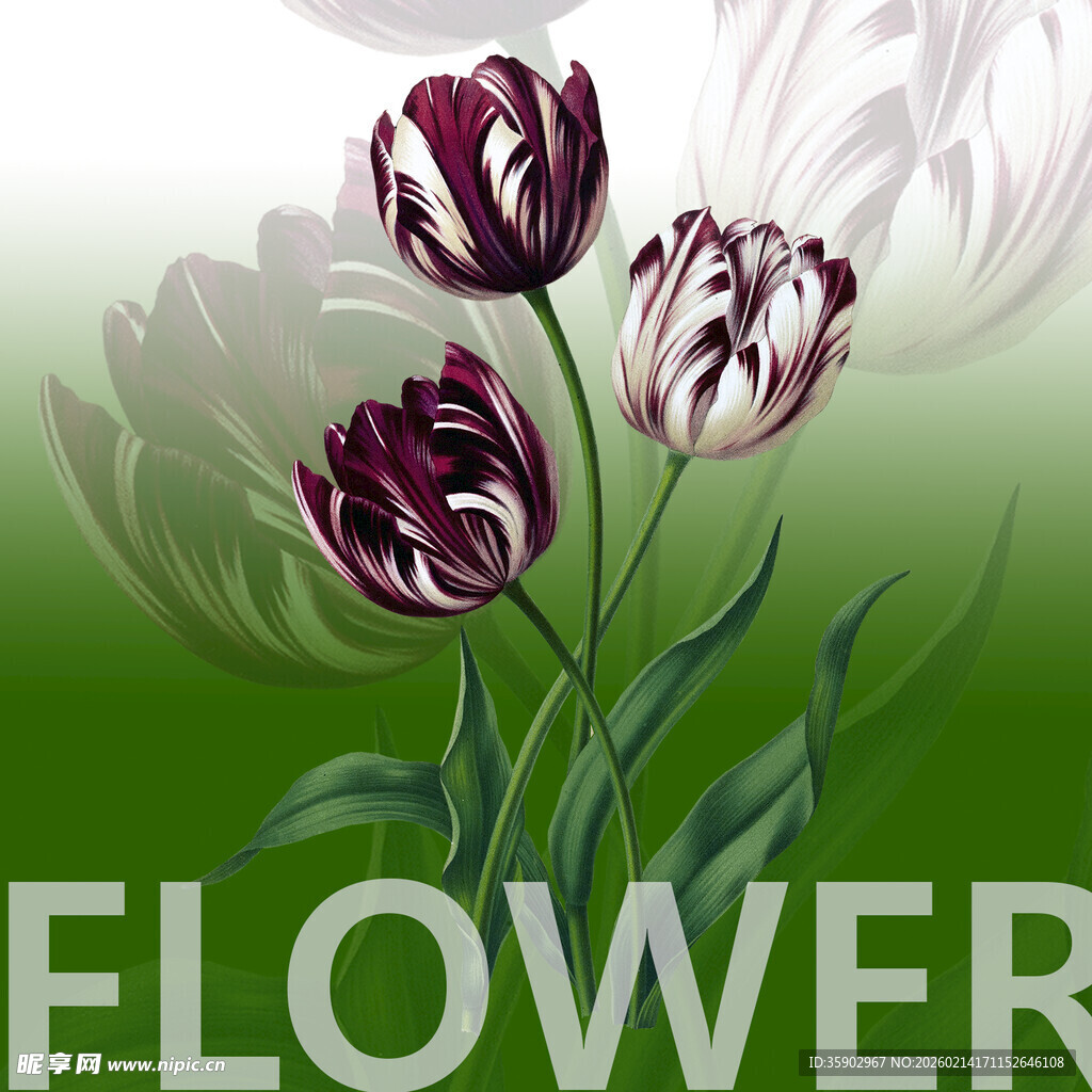 紫色郁金香花卉插画