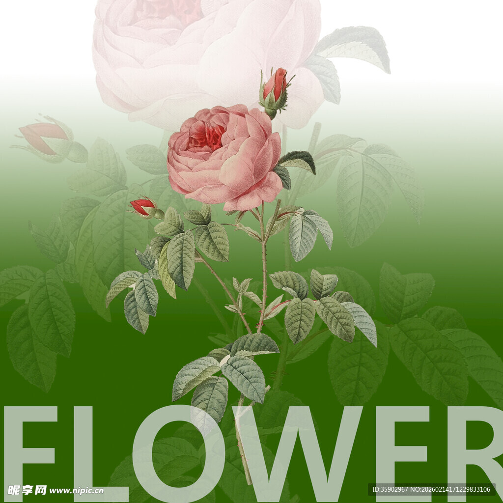 粉色玫瑰花卉背景图