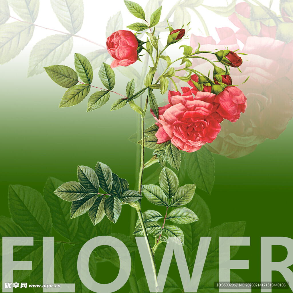 娇艳红玫瑰绽放绿叶间