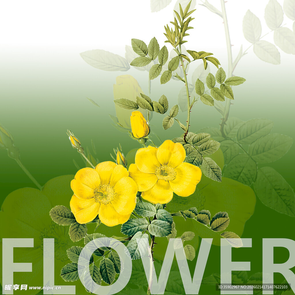 黄色小花绽放绿意背景