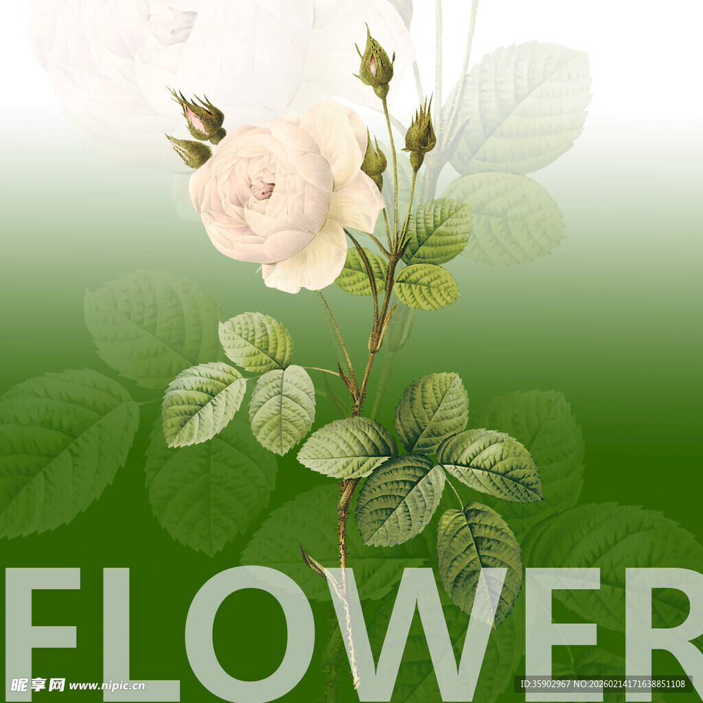 白色玫瑰花卉背景图