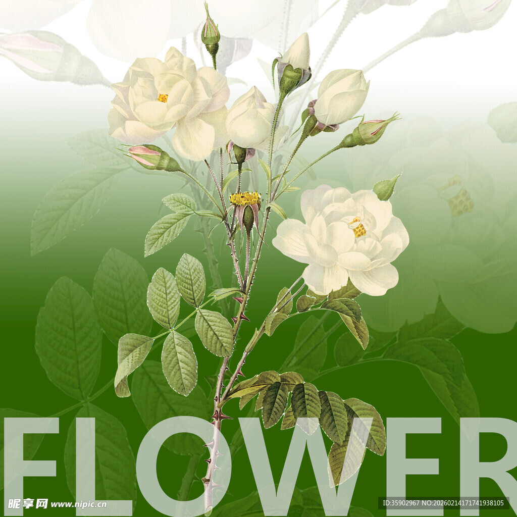 白色花卉插画清新自然