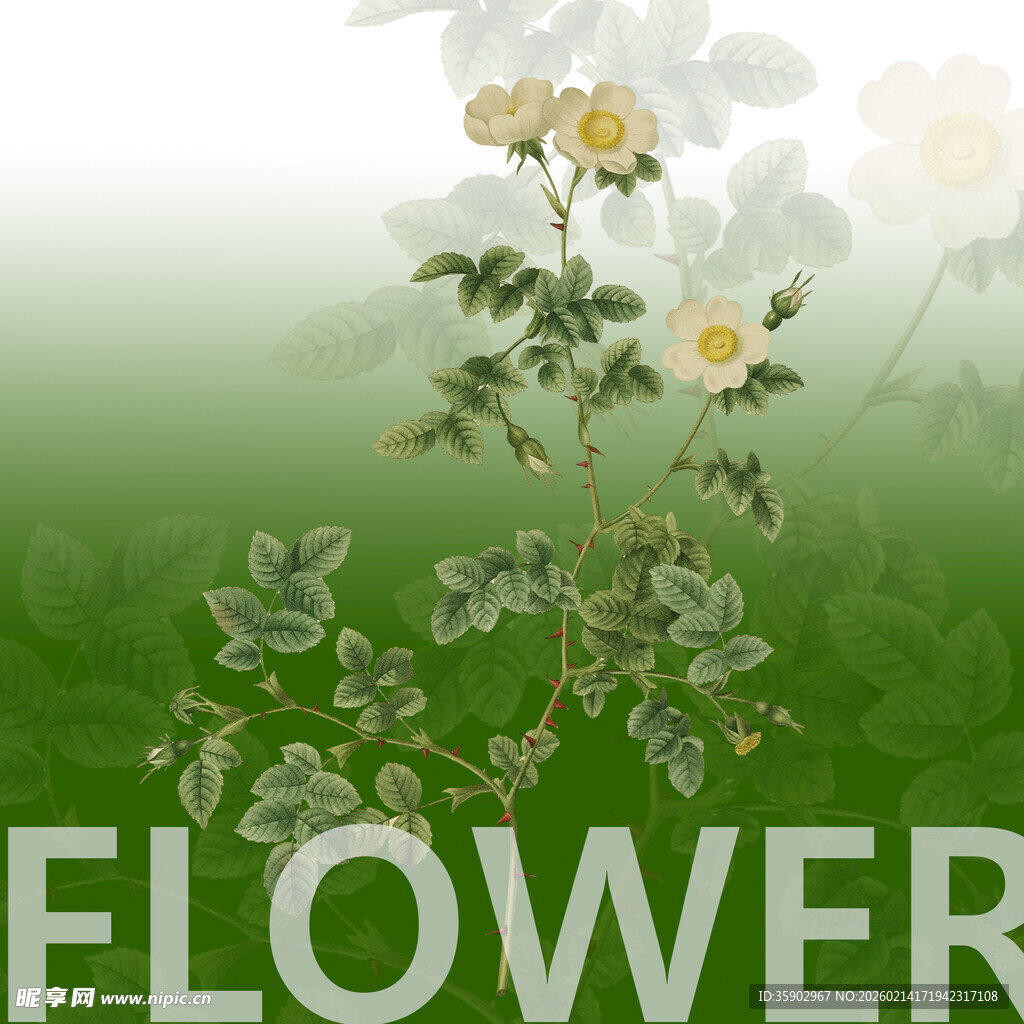 清新花卉背景图