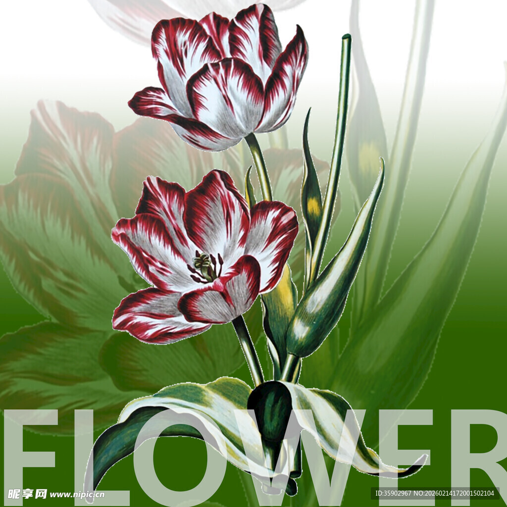 红白相间郁金香花卉图