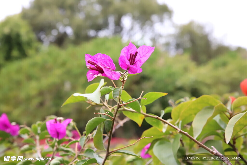 娇艳三角梅绽放于绿意间