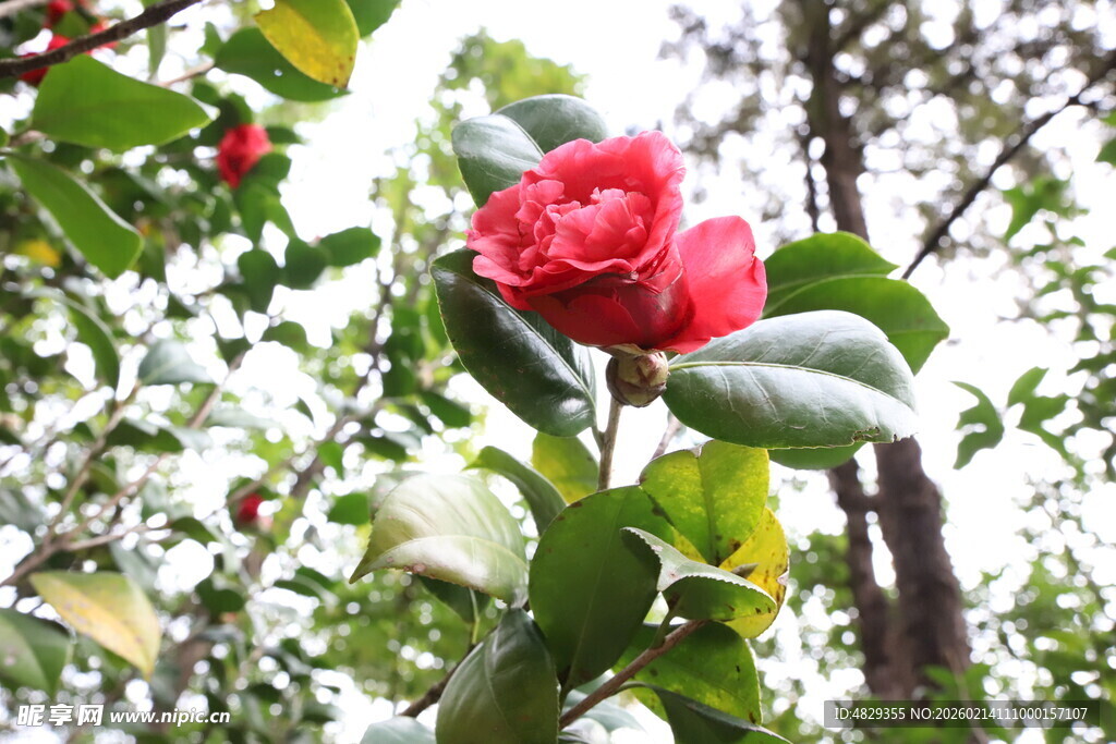娇艳红山茶绽放绿叶间