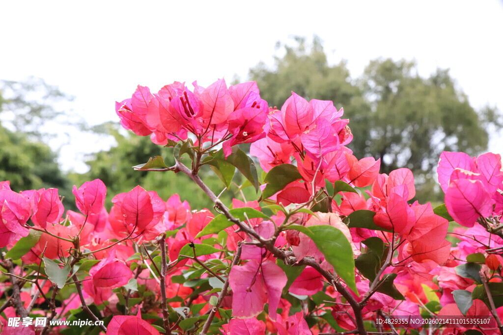 艳丽三角梅绽放